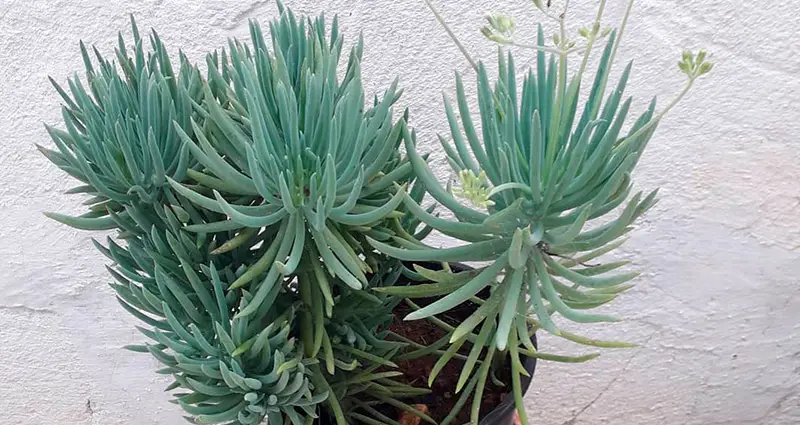 Senecio mandaliscae en un patio