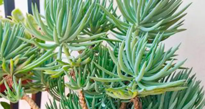 Senecio mandaliscae en un patio