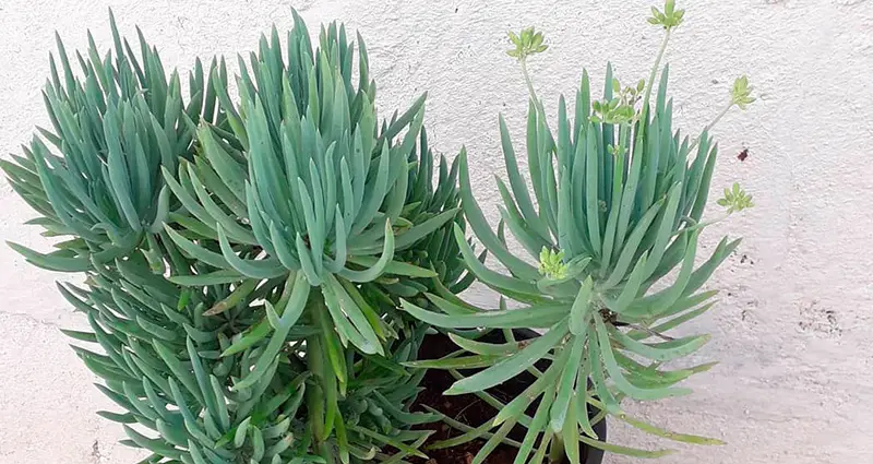 Senecio mandaliscae en un patio