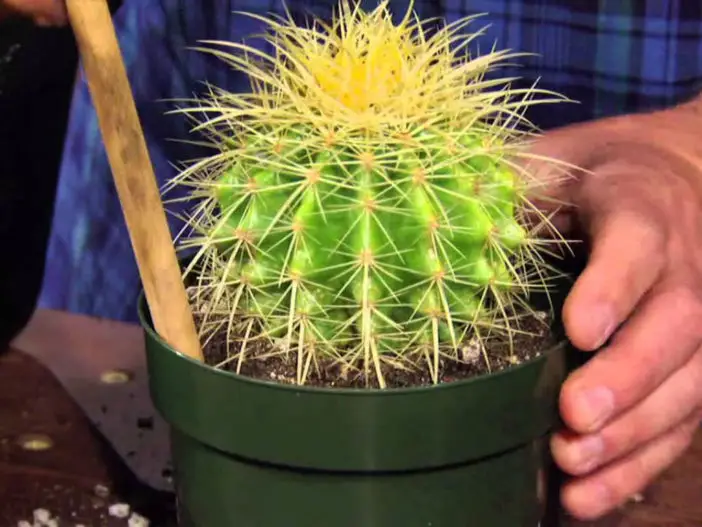 Cómo trasplantar un cactus grande