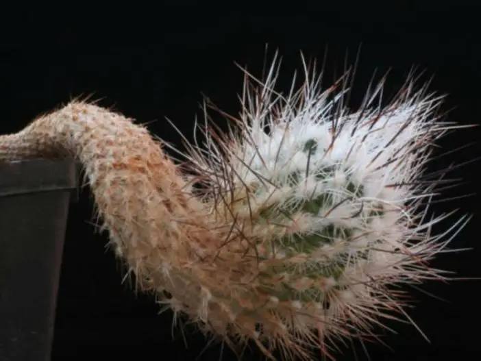 Turbinicarpus subterraneus