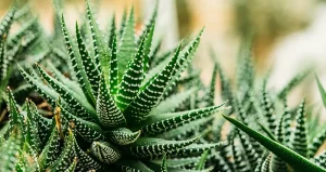 Haworthia reinwardtii