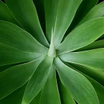 Agave Attenuata 3 featured image