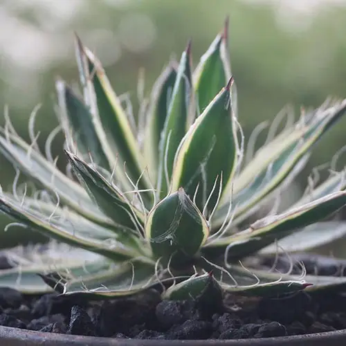 Agave Filifera 3 featured image