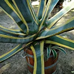 Agave americano 2 featured image