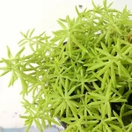 Angelina Rock Sedum featured image