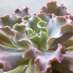 Cerraduras rizadas echeveria featured image