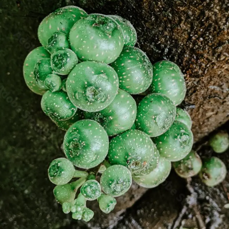 Conophytum featured