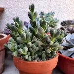 Corpuscularia lehmannii @plantas.lover featured image