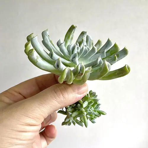 Echeveria runyonii 2 featured image