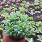 Graptopetalum macdougallii @soni.plants featured image