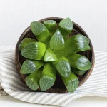 Haworthia featured