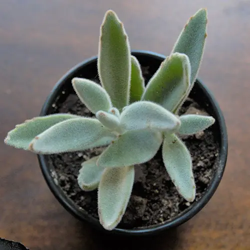 Kalanchoe tomentosa featured image