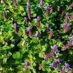 Plectranthus Ornatus featured image