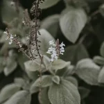 Plectranthus Prostatus 5 featured image