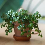 Sedum Makinoi @plantegutt featured image