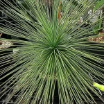 Yucca Queretaroensis @naughty sun k.k featured image