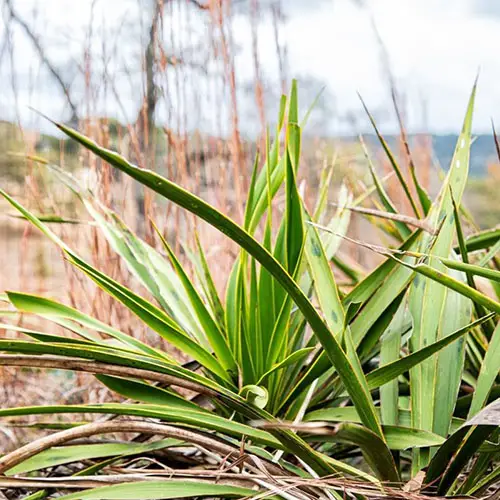 Yucca Rupicola featured image