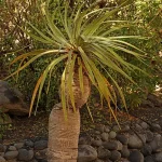 Yucca elephantipes featured image