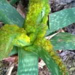 Cómo deshacerse de los ácaros del aloe (cáncer de aloe)