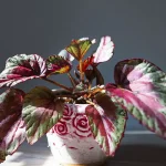 begonia rex 3 featured image