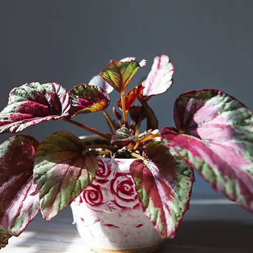 ? ¿Cómo cultivar, reproducir y cuidar el Begonia - Begonia rex? - Info  Suculentas
