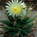 10 de los cactus más singulares