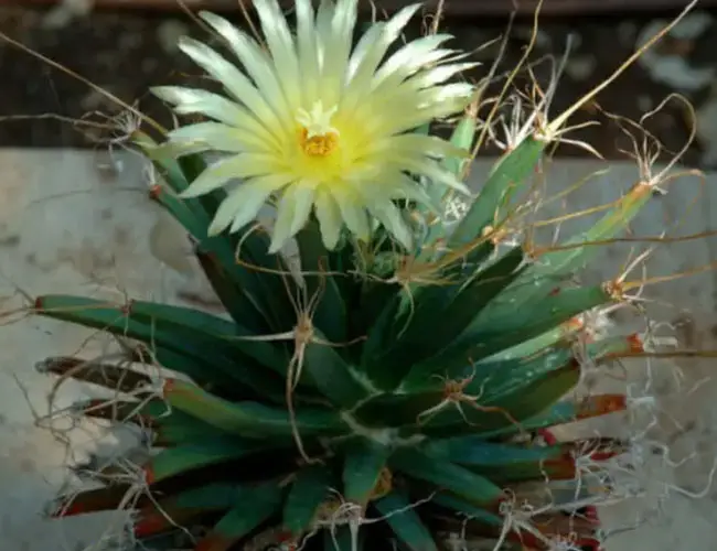 10 de los cactus más singulares