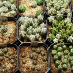 Técnicas de propagación de cactus: Propagación de semillas