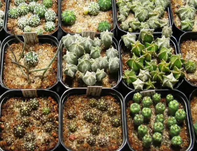 Técnicas de propagación de cactus: Propagación de semillas