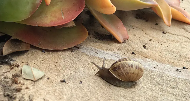 Caracol acercandose a la planta suculenta