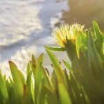 carpobrotus edulis 3 featured image