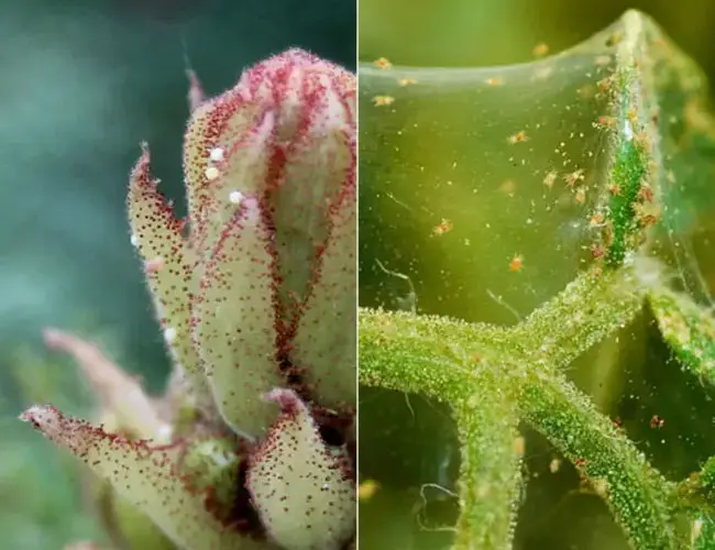 Cómo controlar los ácaros araña en sus suculentas