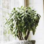 crassula ovata jade 2 featured image