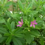 Consejos y usos para el cultivo de Jewel Opar (Talinum paniculatum)