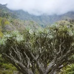 dragon tree featured image