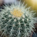 echinocactus grusonii golden barrel cactus featured image