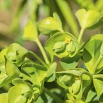 euphorbia characias wulfenii  featured image