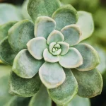 graptopetalum paraguayense featured image