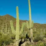 La leyenda de los cactos