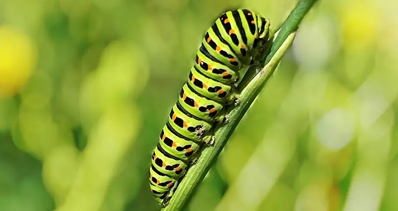 Oruga trepando una planta suculenta