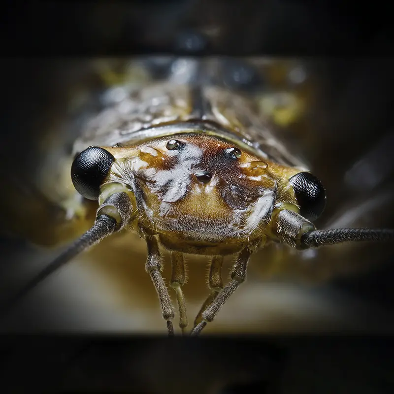 Cochinilla fotografía macro de los ojos