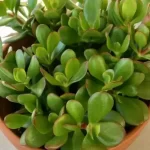 ¿Por qué se caen las hojas de mi planta de jade?