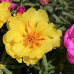 portulaca grandiflor 1 featured image