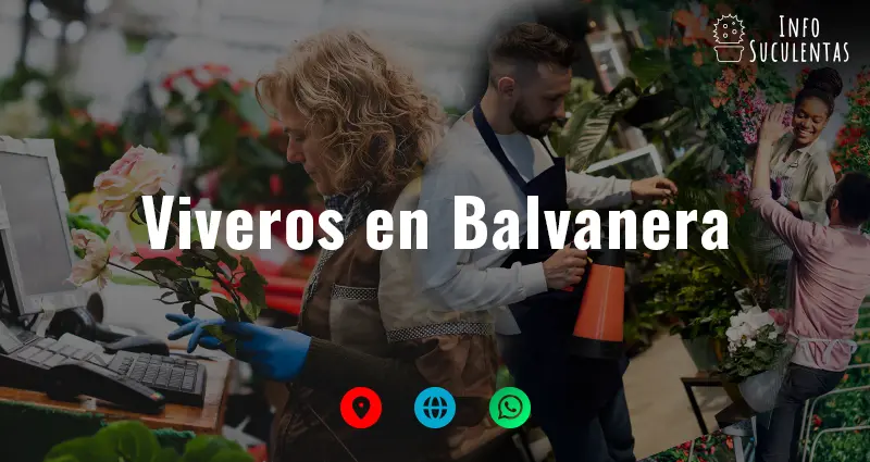 viveros en balvanera que venden suculentas