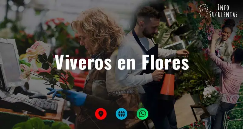 viveros en Flores que venden suculentas