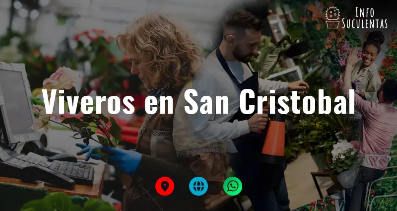 viveros en San Cristobal que venden suculentas