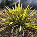 Yucca filamentosa en un jardin de piedras