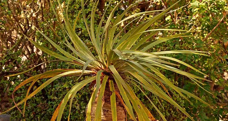 Imagen de un arbol de Yucca