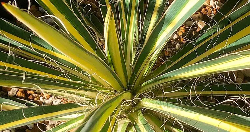 Primer plano del Yucca Filamentosa